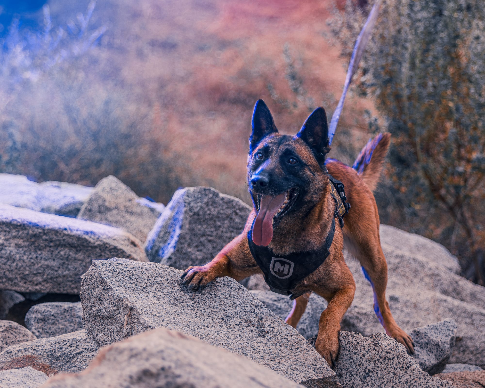 Sacramento K-9 · Annual Calendar — photo 3